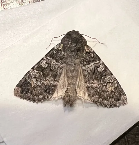 Great Black Dart