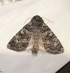 Great Black Dart thumbnail 1