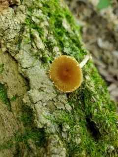 Pholiotina maireiaffinis thumbnail 3