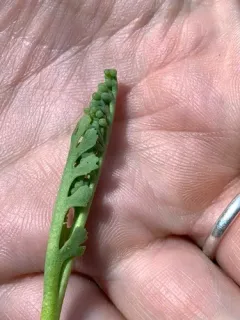 upswept moonwort thumbnail 2