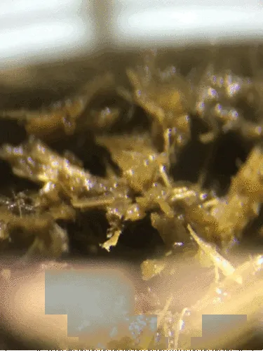 Horse Pinworm