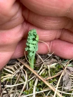 pale moonwort thumbnail 3