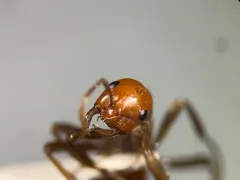 Foothills Amazon Ant thumbnail 3
