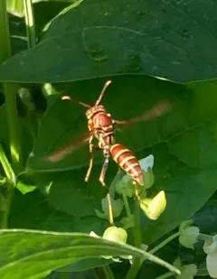 Guinea Paper Wasp thumbnail 4