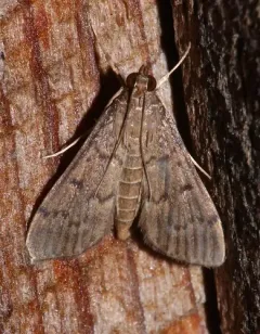 Dusky Herpetogramma Moth thumbnail 1