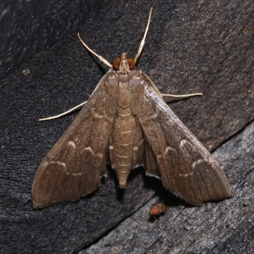 Scraped Pilocrocis Moth