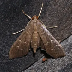 Scraped Pilocrocis Moth thumbnail 1