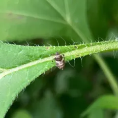 Pissonotus flabellatus thumbnail 2