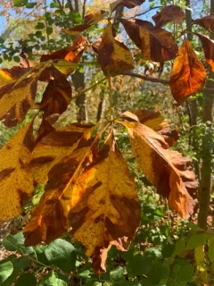 yellow buckeye thumbnail 4