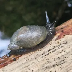 Slender Amber Snail thumbnail 5
