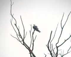 White-tailed Kite thumbnail 3