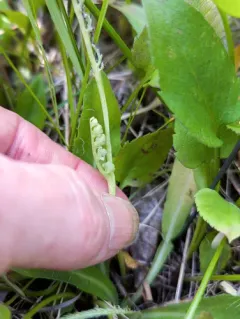 pale moonwort thumbnail 4