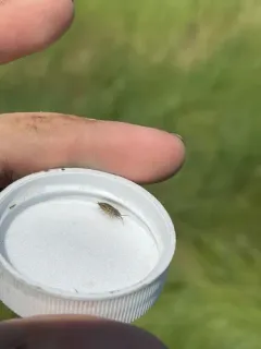 Eastern Saltmarsh Woodlouse thumbnail 2