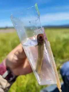 Miller Lake Lamprey thumbnail 3