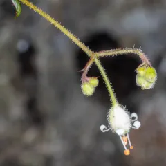 alpine alumroot thumbnail 4