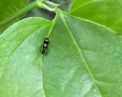 Elachista madarella thumbnail 4
