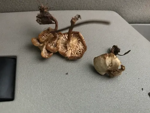 Lentinellus micheneri