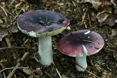 Blackish-red Russula thumbnail 3