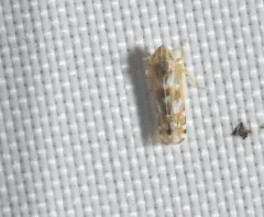 Cosmotettix bilineatus thumbnail 4