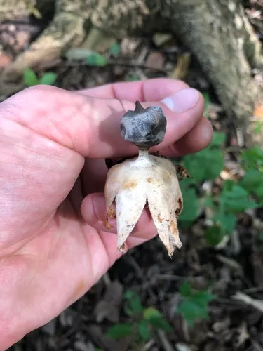 Beaked Earthstar