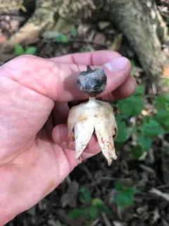 Beaked Earthstar thumbnail 1