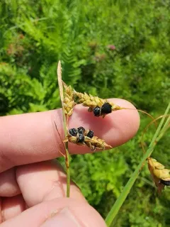 Anthracoidea limosa thumbnail 3