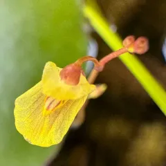 Lesser Bladderwort thumbnail 2