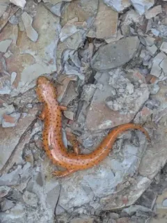 Red Salamander thumbnail 4