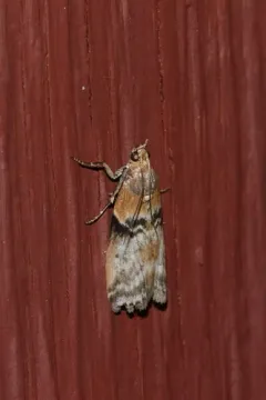 Poplar bud borer moth thumbnail 4