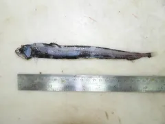 Sloane's Viperfish thumbnail 1