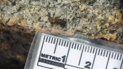 Estriate Click Beetle thumbnail 3