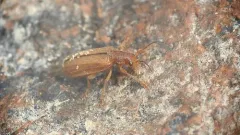 Rusty Leaf Beetle thumbnail 4