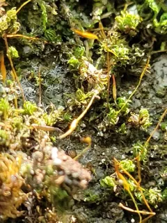 Small Twisted Moss thumbnail 4