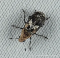 Rustic Fungus Weevil thumbnail 4