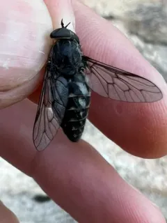 Tabanus marginalis thumbnail 4