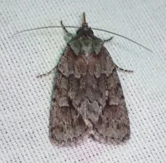 Blueberry Sallow thumbnail 4