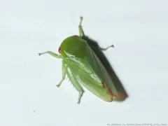 Penestragania alabamensis thumbnail 4