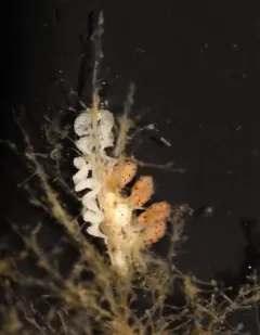 Crowned Seaslug thumbnail 1