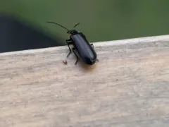 Angular Soldier Beetle thumbnail 4