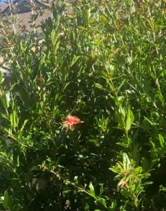 pomegranate thumbnail 4