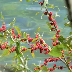 autumn olive thumbnail 4