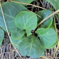 American wintergreen thumbnail 2