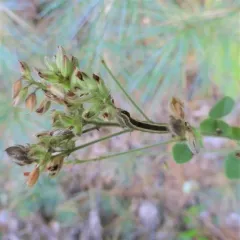 hairy lespedeza thumbnail 3
