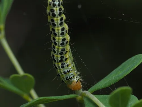 Pearly Indigo Borer