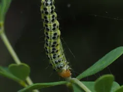 Pearly Indigo Borer thumbnail 1