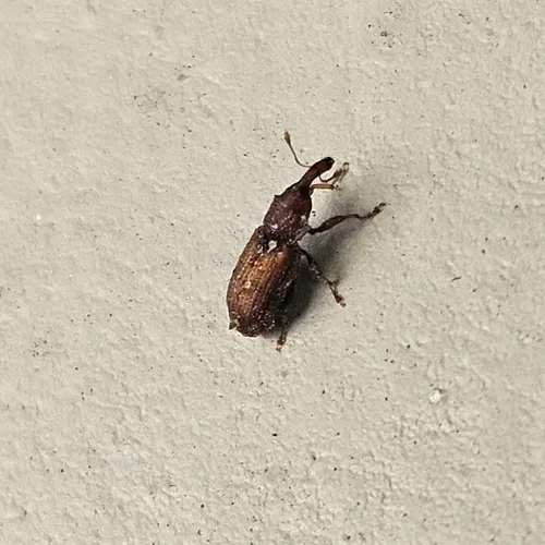 Red Elm Bark Weevil