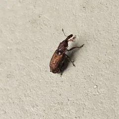 Red Elm Bark Weevil thumbnail 1