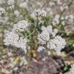 tall woolly wild buckwheat thumbnail 3