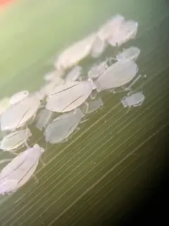 Honeysuckle-grass Aphid thumbnail 2