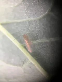 Ectopsocus briggsi thumbnail 2